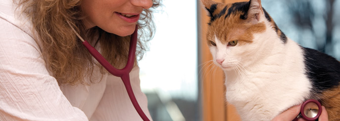 Erste Hilfe Kasten für Hunde und Katzen