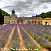 lavandula-angustifolia