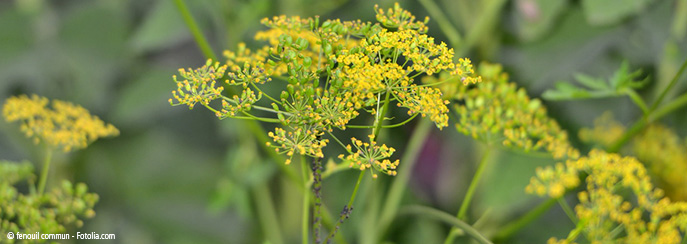 Anis - Pimpinella anisum