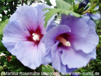©Martina Rosemarie Mangold http://www.mrm-mainz.de Burnout-Prophylaxe - Ein ganzheitlicher Ansatz