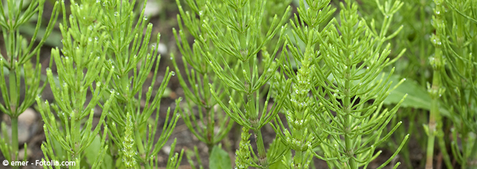 Ackerschachtelhalm Equisetum arvense